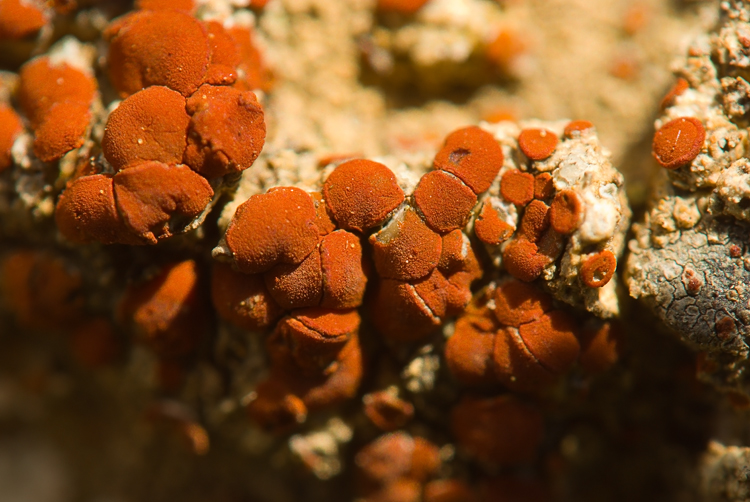 Selva del Lamone - Caloplaca crenularia