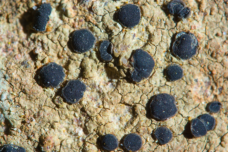 Nigropuncta mysteriosula