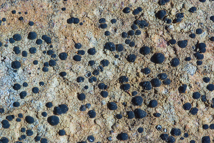 Nigropuncta mysteriosula