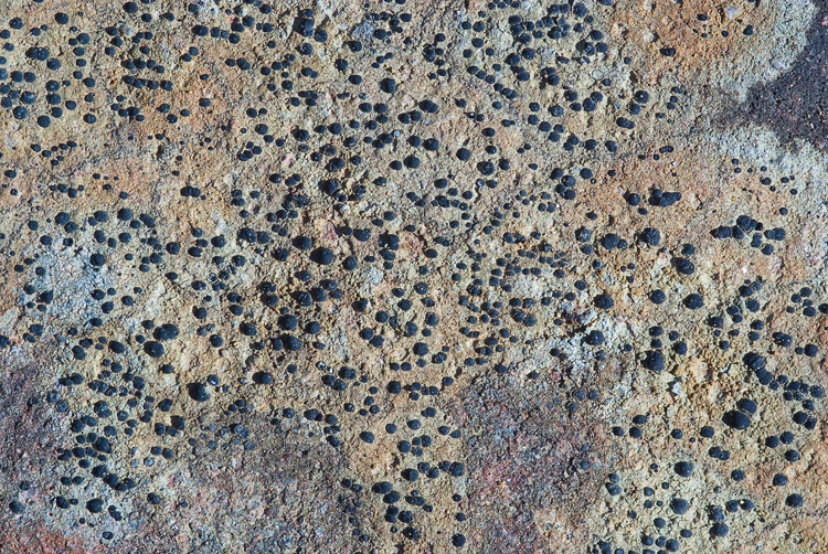 Nigropuncta mysteriosula