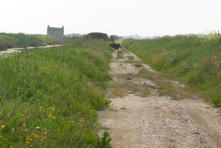 La Diaccia Botrona - Padule di Castiglione della Pescaia