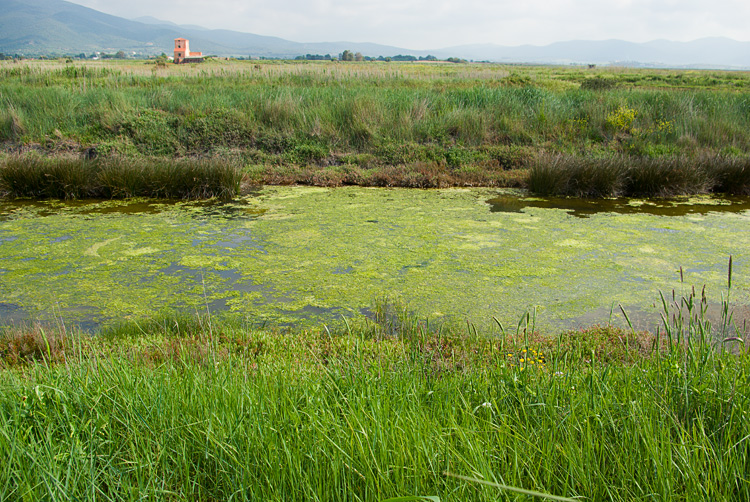 La Diaccia Botrona - Padule di Castiglione della Pescaia