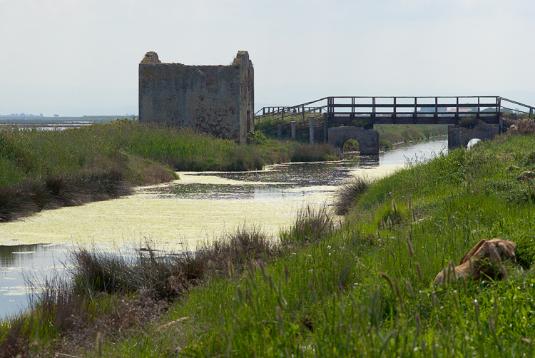 La Diaccia Botrona - Padule di Castiglione della Pescaia