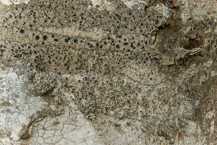 Monte Amiata mt. 1700 - Lecanora sp.