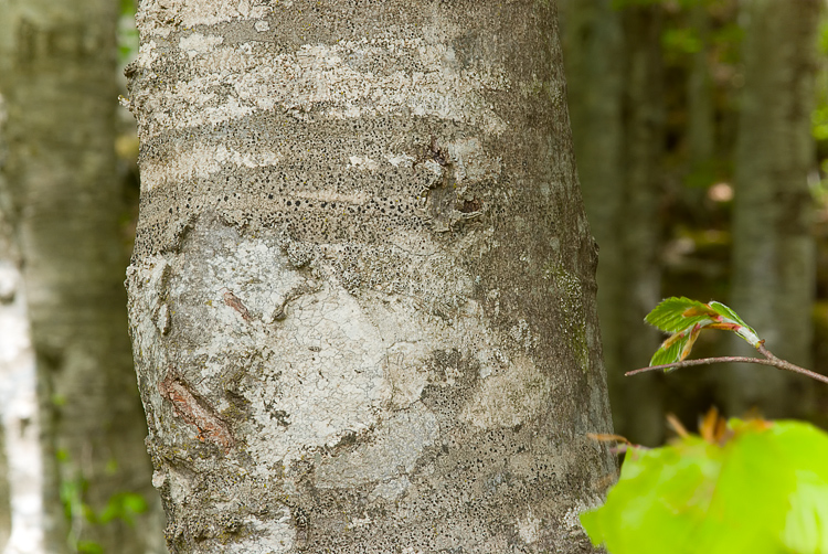 Monte Amiata mt. 1700 - Lecanora sp.