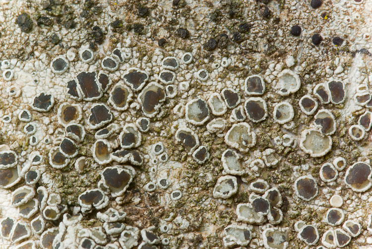 Monte Amiata mt. 1700 - Lecanora sp.
