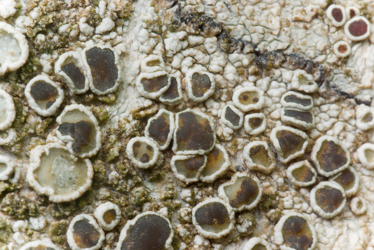 Monte Amiata mt. 1700 - Lecanora sp.