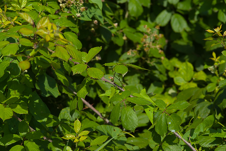 Cyrtarachne ixoides