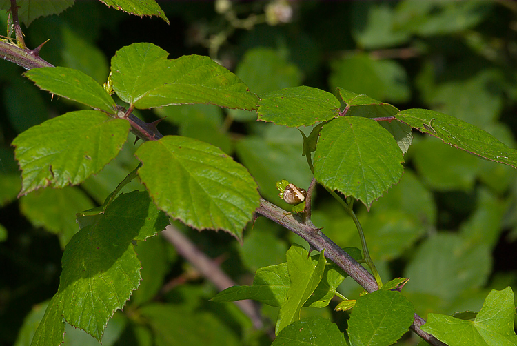 Cyrtarachne ixoides