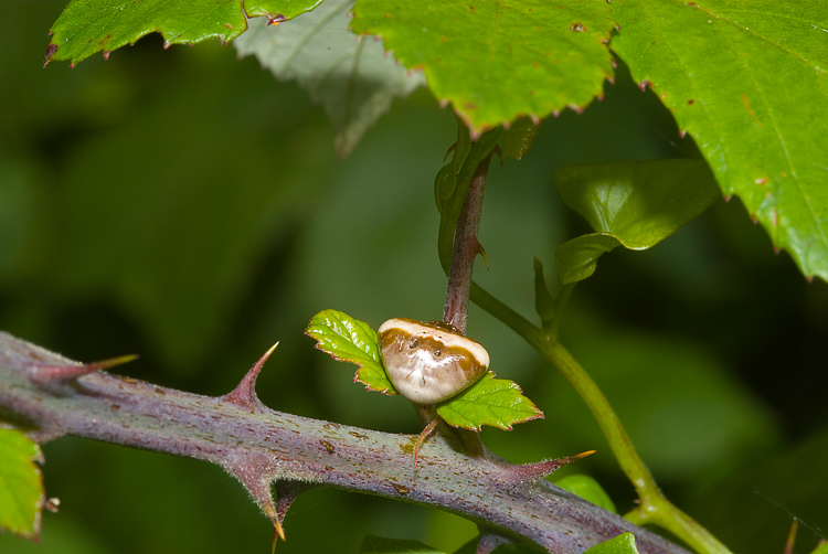 Cyrtarachne ixoides