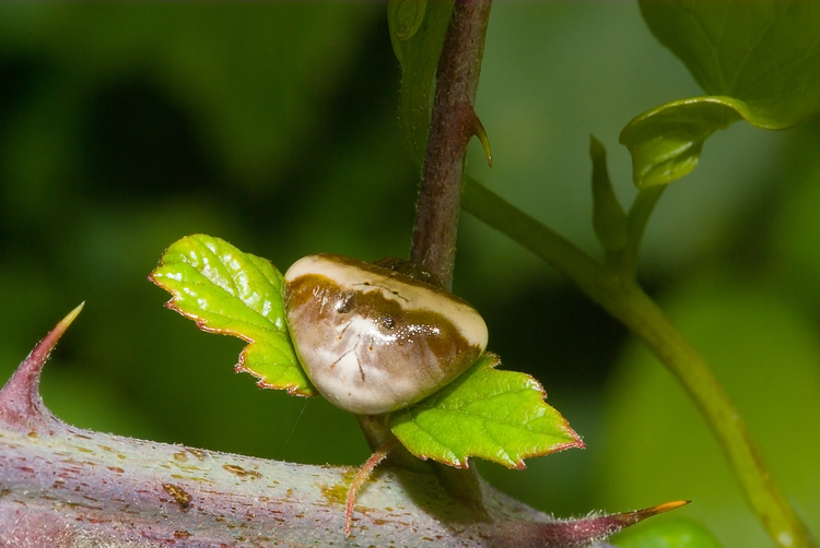 Cyrtarachne ixoides