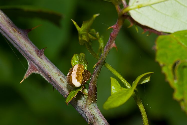 Cyrtarachne ixoides