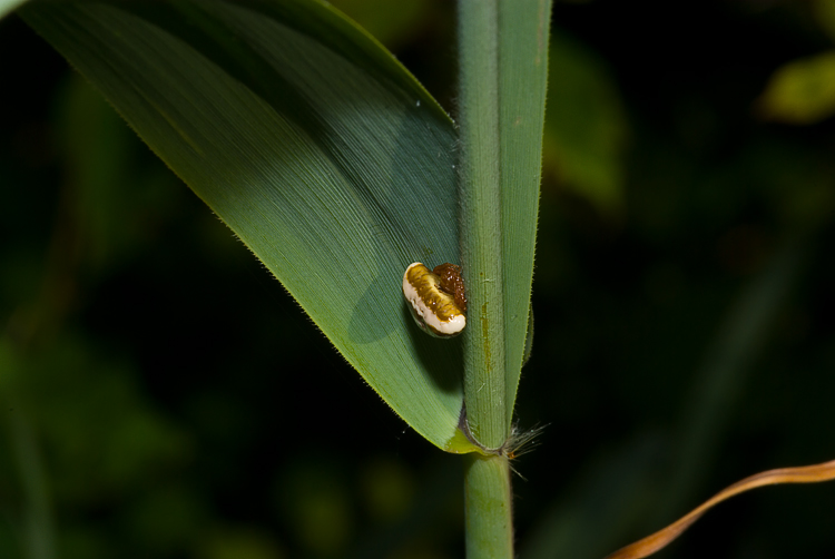 Cyrtarachne ixoides