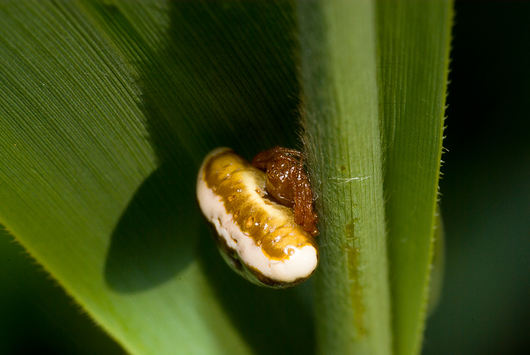 Cyrtarachne ixoides