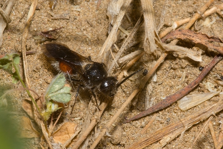 Tropidotilla litoralis (Mutillidae): l''accoppiamento.