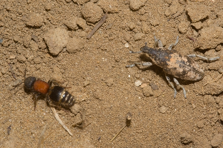 Tropidotilla litoralis (Mutillidae): l''accoppiamento.