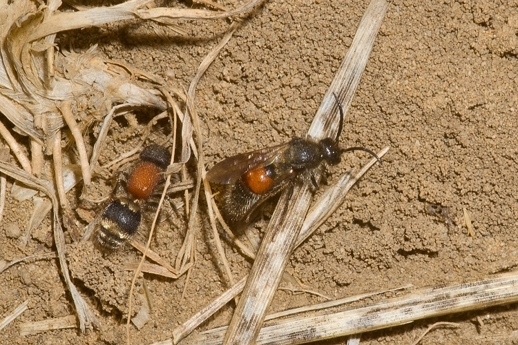 Tropidotilla litoralis (Mutillidae): l''accoppiamento.