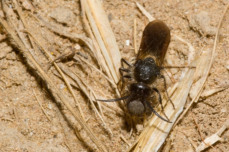 Tropidotilla litoralis (Mutillidae): l''accoppiamento.