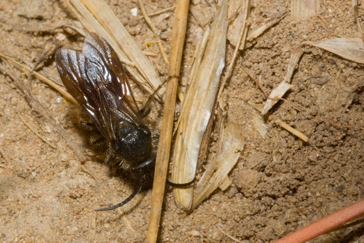 Tropidotilla litoralis (Mutillidae): l''accoppiamento.