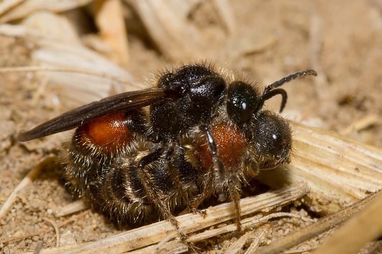 Tropidotilla litoralis (Mutillidae): l''accoppiamento.