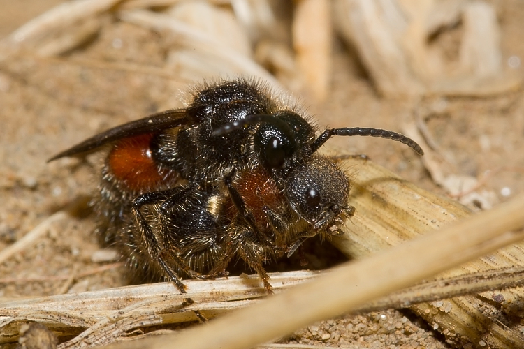 Tropidotilla litoralis (Mutillidae): l''accoppiamento.