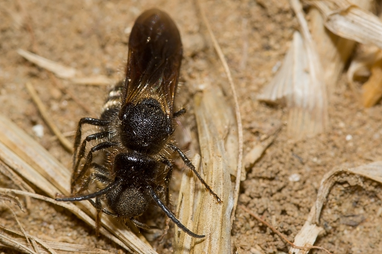 Tropidotilla litoralis (Mutillidae): l''accoppiamento.