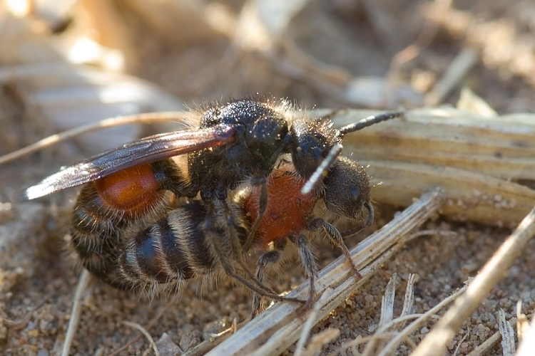 Tropidotilla litoralis (Mutillidae): l''accoppiamento.