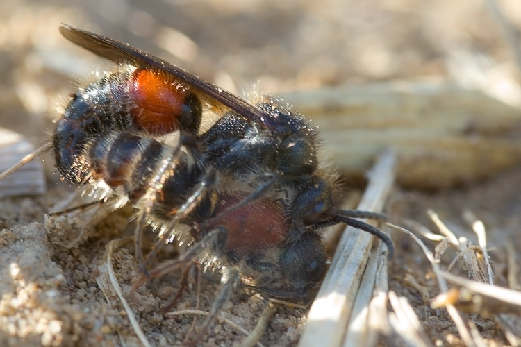 Tropidotilla litoralis (Mutillidae): l''accoppiamento.