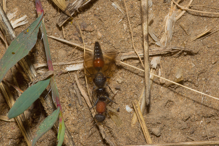 Tropidotilla litoralis (Mutillidae): l''accoppiamento.