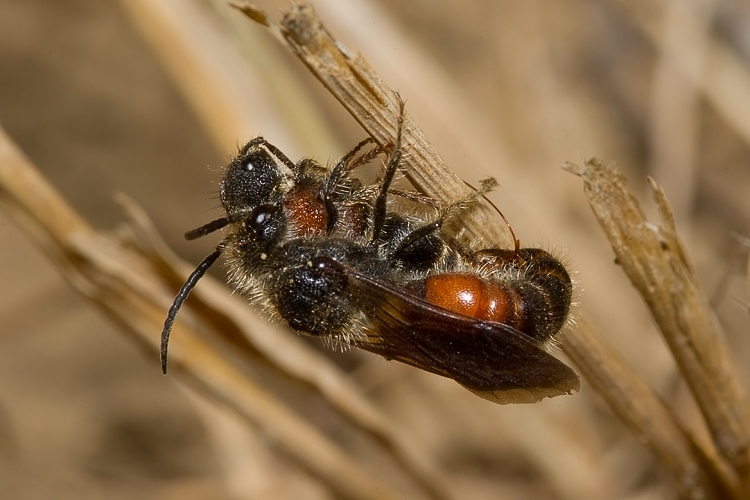 Tropidotilla litoralis (Mutillidae): l''accoppiamento.