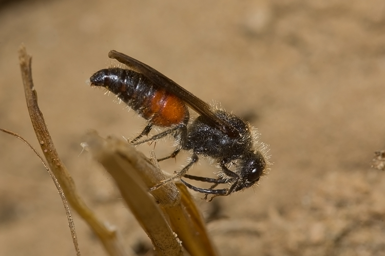 Tropidotilla litoralis (Mutillidae): l''accoppiamento.