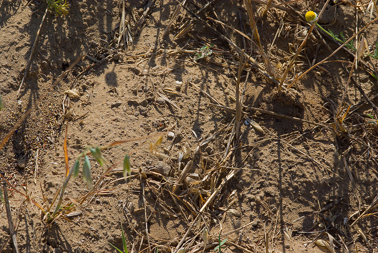 Tropidotilla litoralis (Mutillidae): l''accoppiamento.