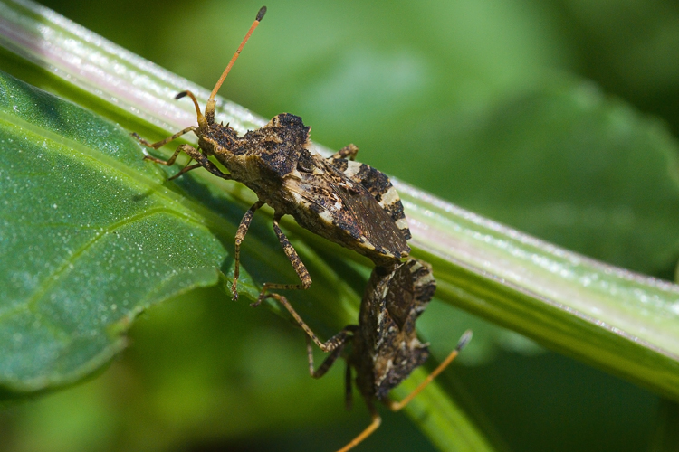 Coreidae: Centrocoris variegatus di Toscana