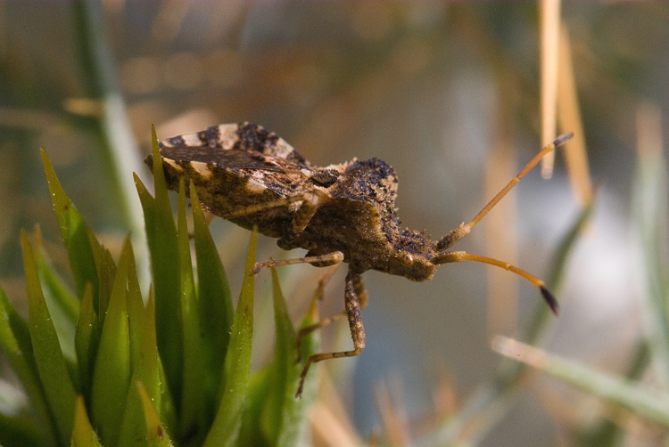 Centrocoris variegatus