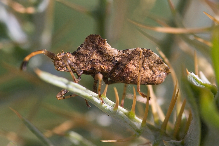 Centrocoris variegatus