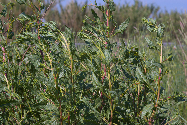 Cassida vittata