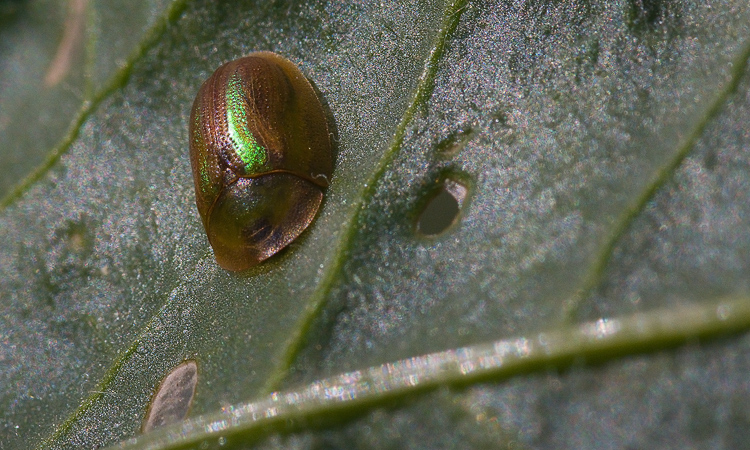 Cassida vittata