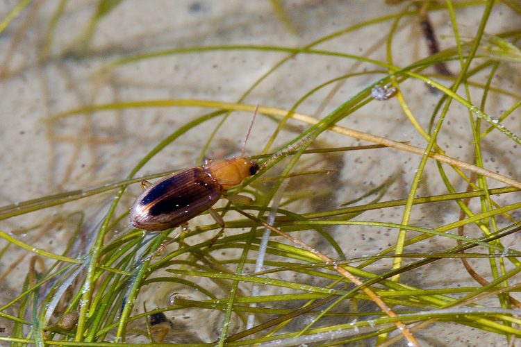 Dicheirotrichus obsoletus (Carabidae)