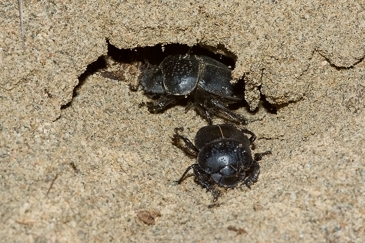 Scarabaeus semipunctatus :  un bulldozer Caterpillar