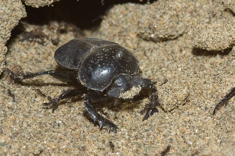 Scarabaeus semipunctatus :  un bulldozer Caterpillar