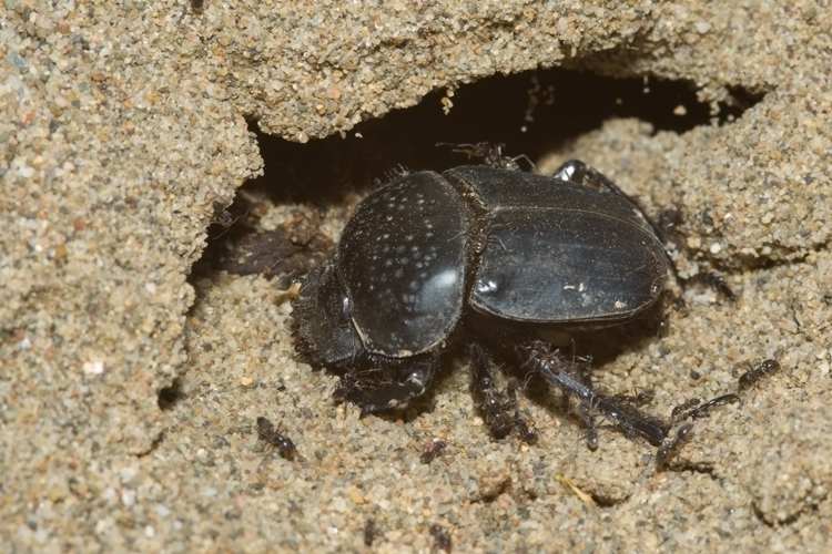 Scarabaeus semipunctatus :  un bulldozer Caterpillar