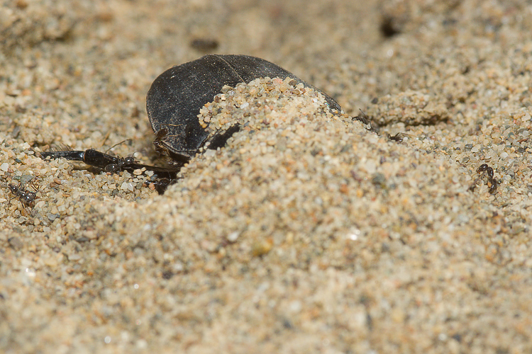Scarabaeus semipunctatus :  un bulldozer Caterpillar