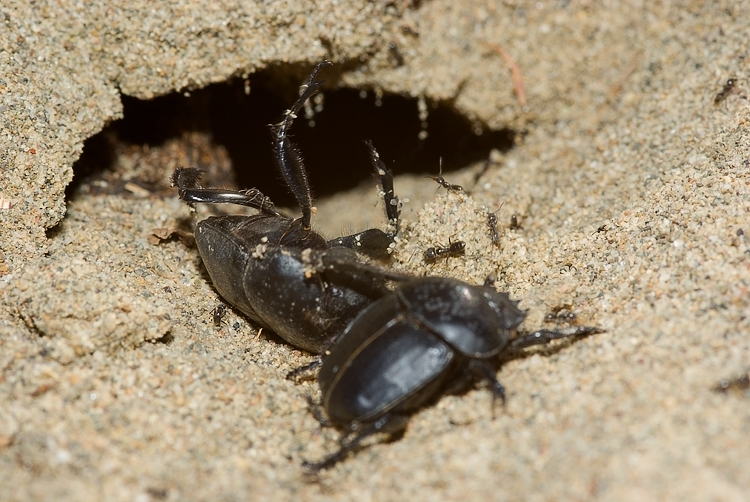 Scarabaeus semipunctatus :  un bulldozer Caterpillar