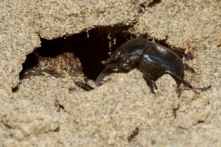 Scarabaeus semipunctatus :  un bulldozer Caterpillar