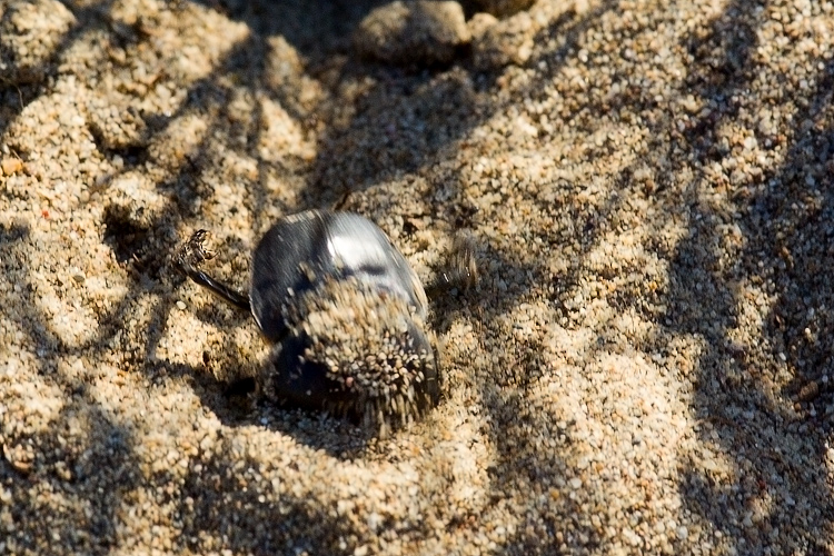 Scarabaeus semipunctatus :  un bulldozer Caterpillar