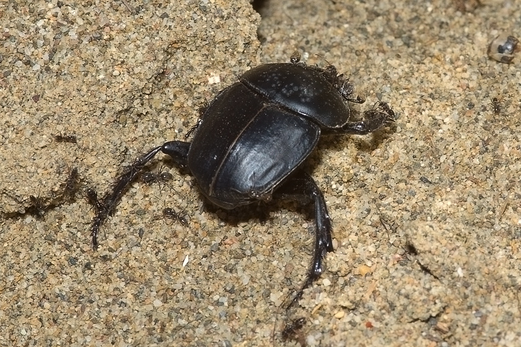 Scarabaeus semipunctatus :  un bulldozer Caterpillar