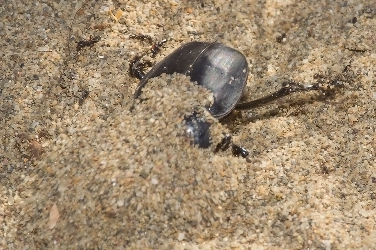 Scarabaeus semipunctatus :  un bulldozer Caterpillar
