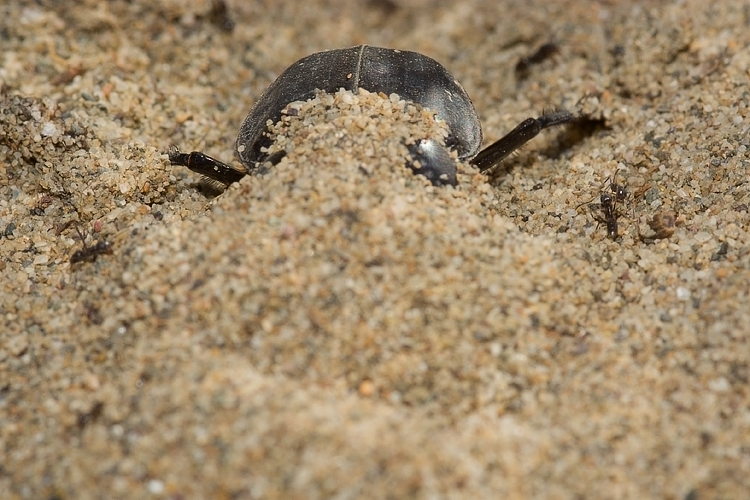 Scarabaeus semipunctatus :  un bulldozer Caterpillar