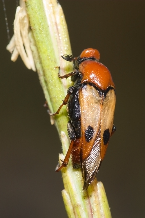 Macrosiagon tricuspidatum  (Ripiphoridae)