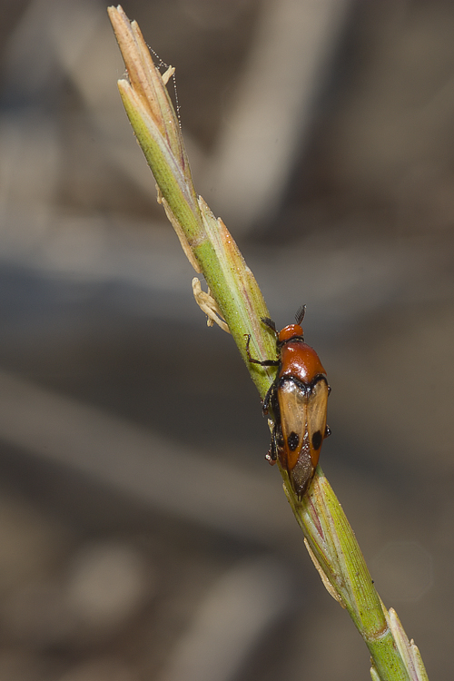 Macrosiagon tricuspidatum  (Ripiphoridae)